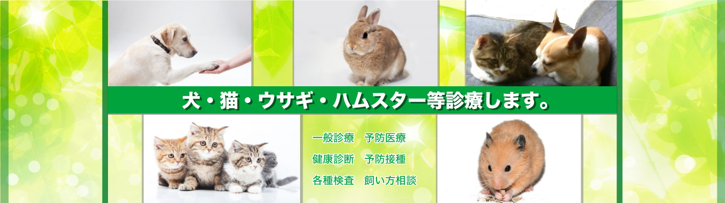 犬・猫・ウサギ・ハムスター・フェレット等診療します。